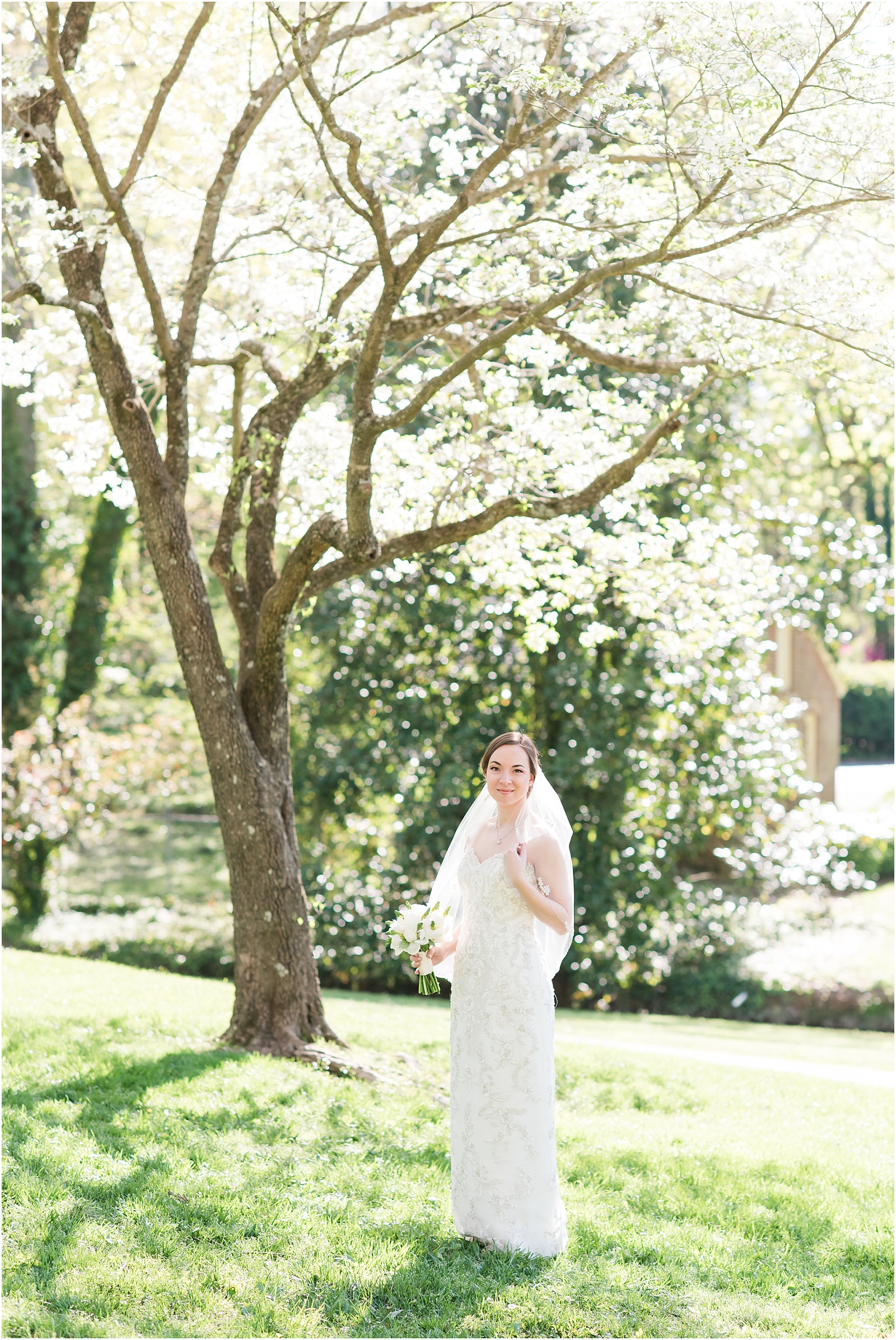 bride holding veil underneath a cherry blossom tree at a Home Estate bridal session