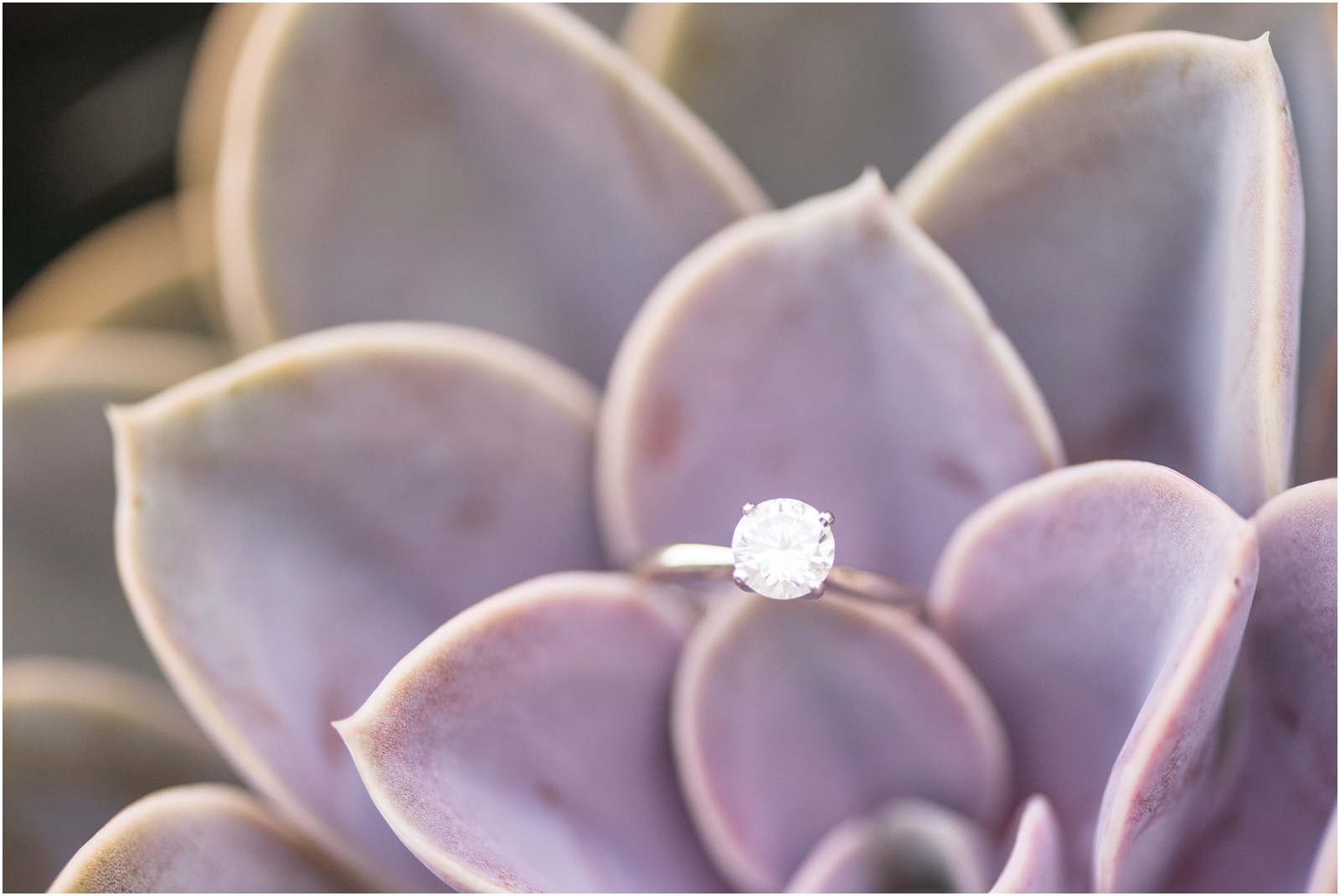 an engagement ring sitting on top of a purple succulent at Sarah P Duke Gardens