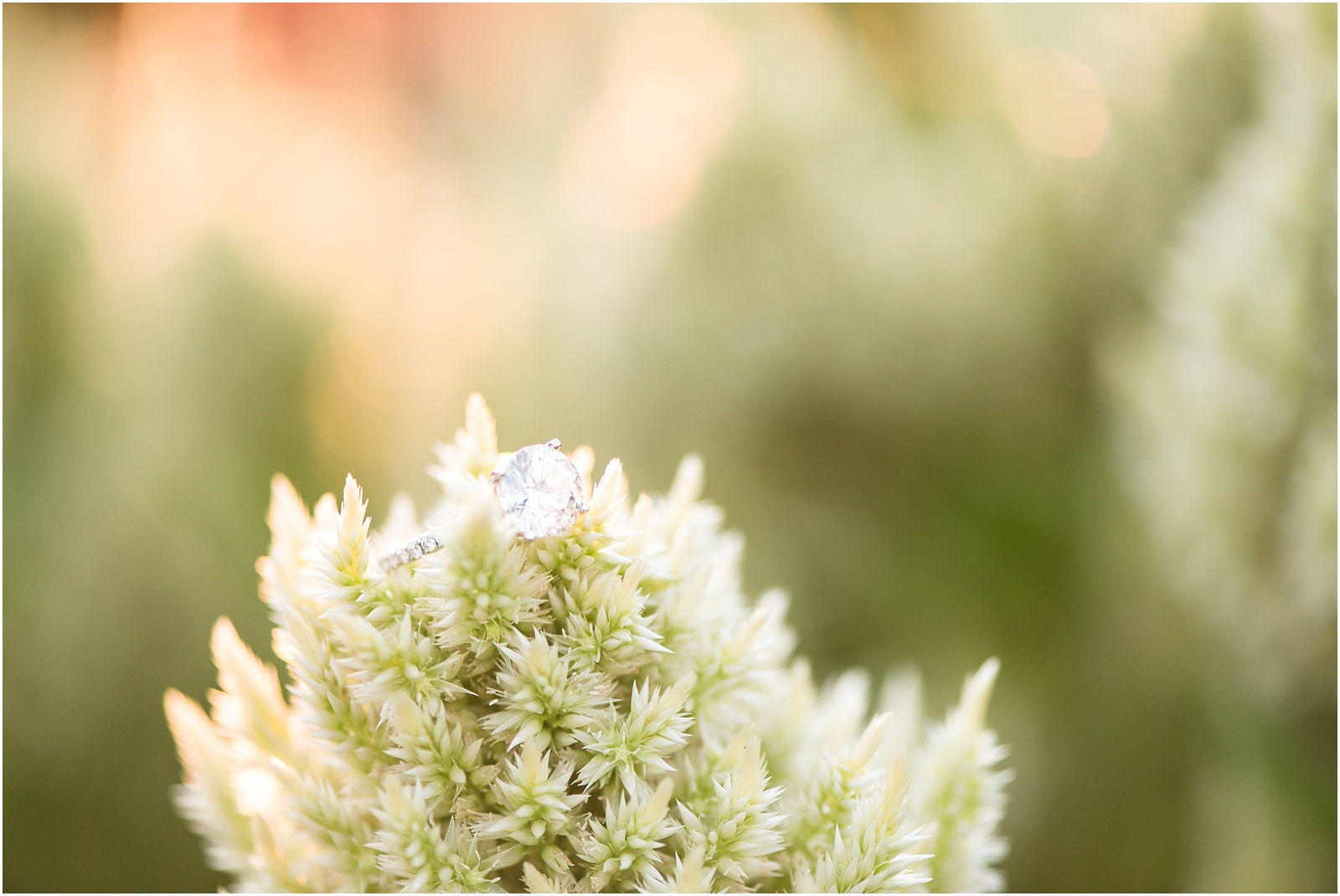 an engagement ring sitting on a white and green flower at JC Raulston Arboretum